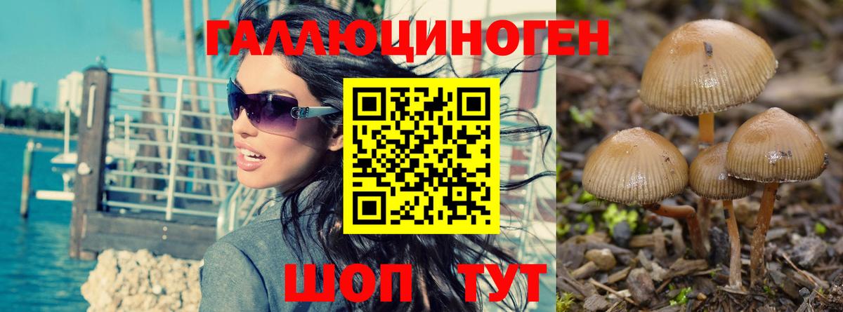 Псилоцибиновые грибы мицелий Урюпинск